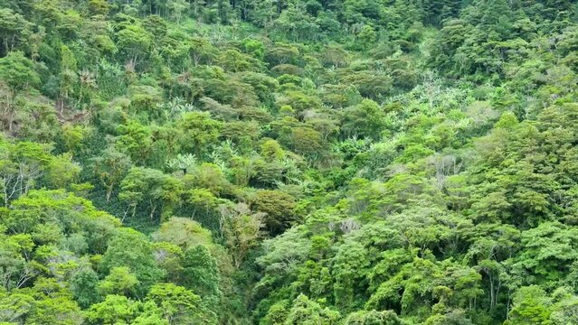 Cinematic view over coffee plantations that are grown toghether with trees that provides shadow