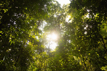 Jungle scenery and lush green leaves let the sun's rays shine through on the island of Koh Chang, in the Gulf of Thailand, Trat province, Southeast Asia.