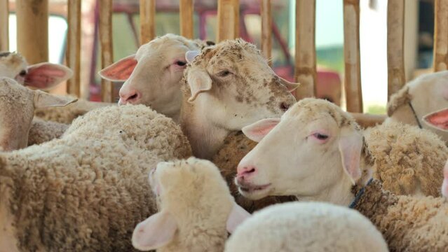 A dense herd of sheep are crammed into the wooden pens of a rural farm in Indonesia.