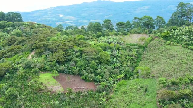 Cinematic view over coffee plantations that are grown toghether with trees that provides shadow