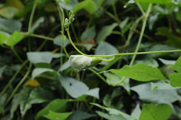 View of the rain soaked, ready to bloom flower buds of a Winged bean vine