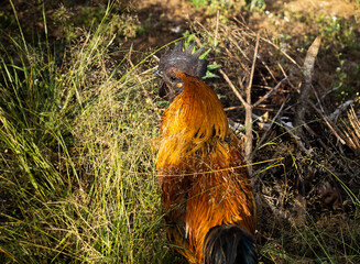 Male rooster with grass foreground in local Asian village
