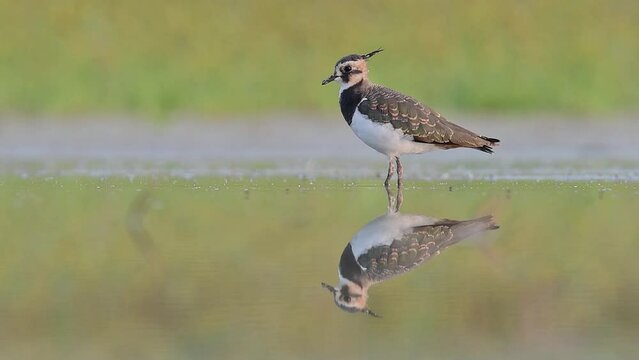 At mirror, the beautiful Northern lapwing (Vanellus vanellus)