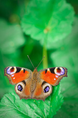 European peacock butterfly (Aglais io). Copy space.