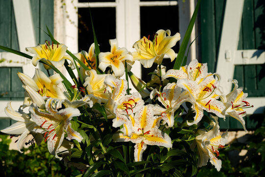 Bouquet de lys jaunes et oranges, lys Auratum, lys Conca d'or, lys Mister Cas, lys Lady Alice, lys Baferrari, gla&iuml;euls, (jardin du ruisseau de l'&eacute;glise 2023)