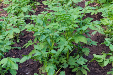 Potato bush is growing in rustic garden. Organic green bush in farming and harvesting. Growing vegetables at home.