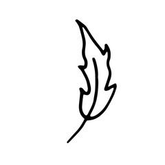 Cute single hand-drawn feather element. Doodle vector illustration for wedding design, logo, and greeting card.