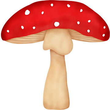 Autumn Mushroom Watercolor. Fly Agaric Mushroom. Autumn Elements.