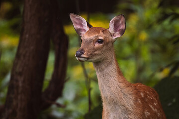 Cute face of young Yezo sika deer