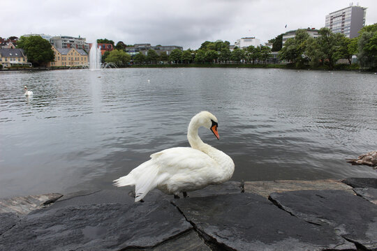 Beautiful white swon on the rock near lake in the center of Stavanger, Norway