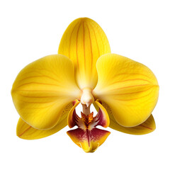 isolated illustration of yellow orchid flower. Created with Generative AI