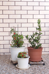 Growing tomatoes in pots and bay laurel in container on a balcony. Brick wall on the background.
