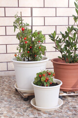 Growing tomatoes in pots and bay laurel in container on a balcony. Brick wall on the background.
