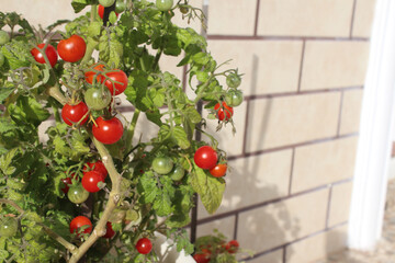 Growing organic tomatoes on a balcony. Brick wall on the background and place for your text.
