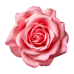 isolated illustration of rose flower. Created with Generative AI