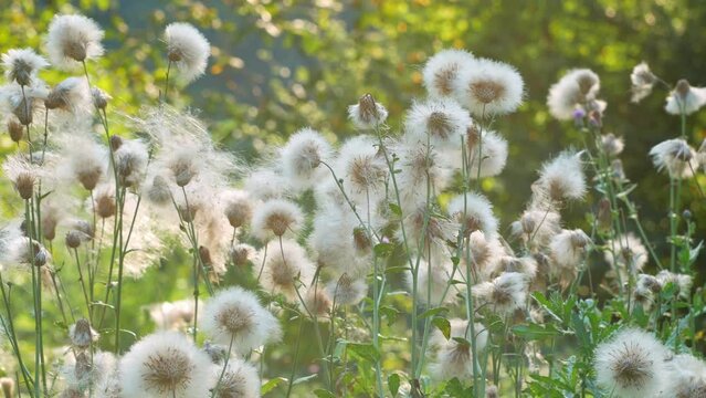 White fluffy wild flowers similar to dandelions Field milk thistle swaying in the wind on sunset 4K Sonchus arvensis, Field sowthistle, Perennial sow-thistle, Corn sow or Swine thistle, Dindle Gutweed