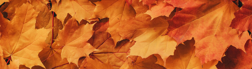 colorful orange background of orange dry maple leaves top view. Panoramic wide horizontal photo for banner head cover