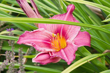A pink lily in the garden close-up