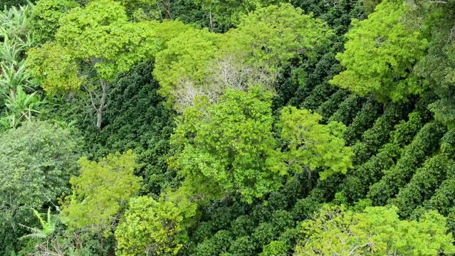 Cinematic view over coffee plantations that are grown toghether with trees that provides shadow