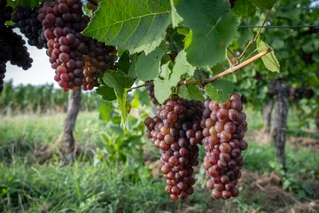 Fotobehang Goxwiller, France - 09 03 2023: Alsatian Vineyard. detail of bunches of grapes on a vine along the wine route at sunset. © Franck Legros