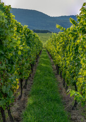 Obraz premium Goxwiller, France - 09 03 2023: Alsatian Vineyard. detail of bunches of grapes on a vine along the wine route at sunset.
