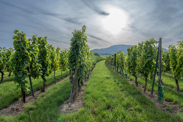 Fototapeta premium Goxwiller, France - 09 03 2023: Alsatian Vineyard. detail of bunches of grapes on a vine along the wine route at sunset.
