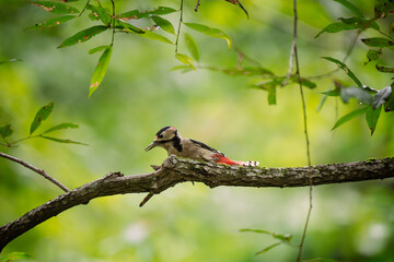 great spotted woodpecker on a branch, looking for the meal