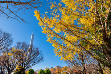 黄葉の光が丘公園・黄色く色づいたイチョウの木（2022年11月）