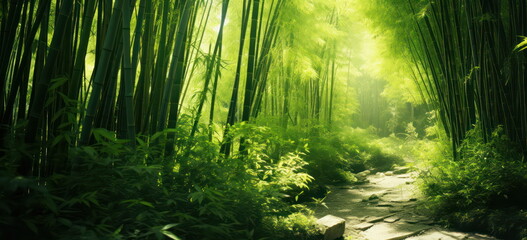 sections of bamboo habitat in the forest. - Powered by Adobe