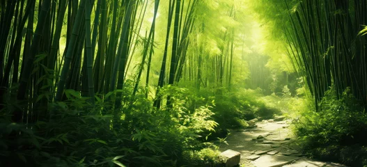 Gardinen sections of bamboo habitat in the forest. © killykoon