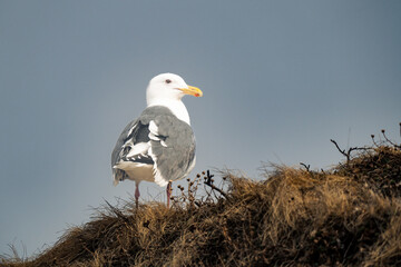 Herring gull on the cliff