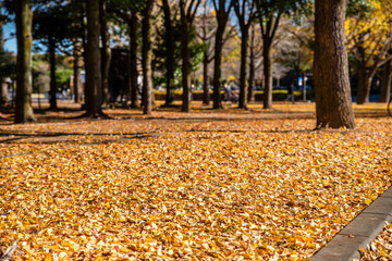 黄葉の光が丘公園・落葉したイチョウの葉の絨毯（2022年11月）