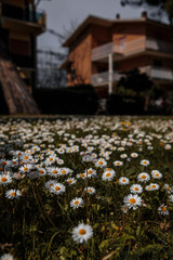 Flowers near the house! Beautiful daisies in Pineto - a city in Italy, located in the Abruzzo region, subordinate to the administrative center of Teramo