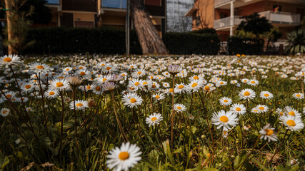 Flowers near the house! Beautiful daisies in Pineto - a city in Italy, located in the Abruzzo...