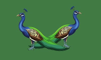 Fototapeta premium Beautiful peacock. Cartoon bird with ornamental feathers, character of nature with decorative elegant plumage, vector illustration of exotic animal isolated
