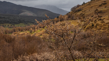 Spring flowers on a tree near