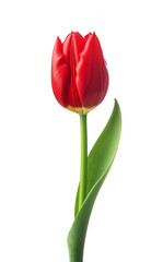 illustration of isolated red colored ltulip flower. Created with Generative AI	
