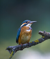 Martin Pescatore, KingFisher, Alcedo Atthis