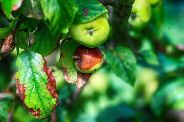 Piękne zdrowe jabłka na drzewie dojrzewają do zbioru. - obrazy, fototapety, plakaty