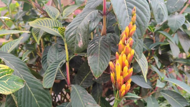 A close up of a plant with many leaves