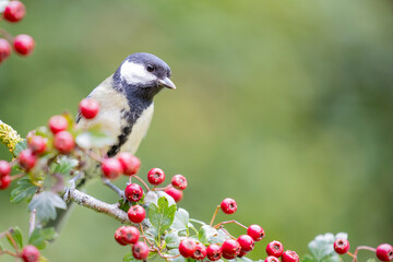 Beautiful Great Tit (Parus major) perched on a hawthorn branch full of bright red berries - Yorkshire, UK in September