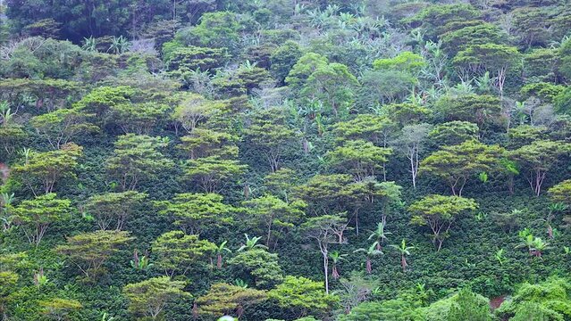 A young plantation of coffee with some trees that are moving because of the wind in a cold day
