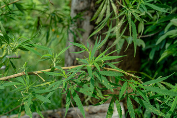Cannabis plants that bloom have young green leaves.