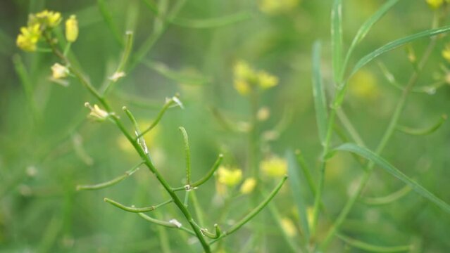 Descurainia sophia (flixweed, herb-Sophia, tansy mustard). This plant is considered a medicinal ingredient in traditional Iranian medicine