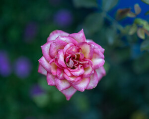 pink rose in the garden