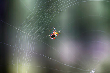 Pająk plecie swoją pajęczynę z owady.  - obrazy, fototapety, plakaty