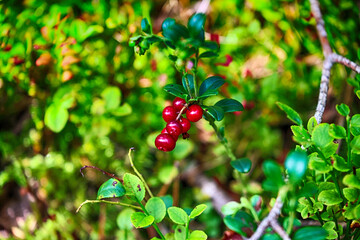 Fioletowa jagoda na krzaku w lesie. Jesienny smak.  - obrazy, fototapety, plakaty