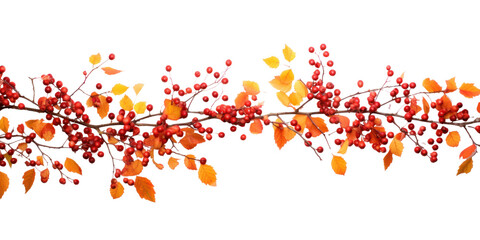 outlines of thin branch with berries and autumn leaves, png file of isolated cutout object on transparent background.
