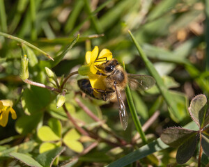 bee on a flower