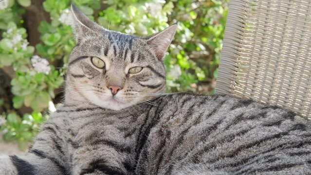 beautiful striped cat whiskas color lies in cozy wicker chair in sunny garden, basks in sun, midges fly, concept behavioral characteristics, body language of cats, keeping pets, animal-companion